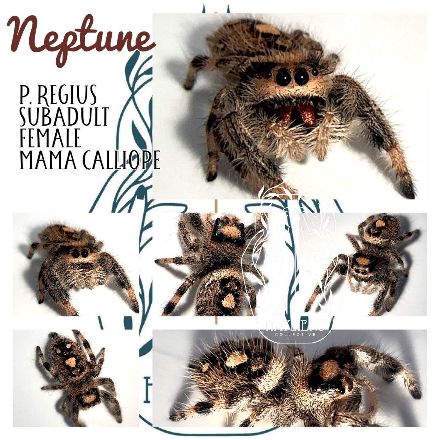 Neptune