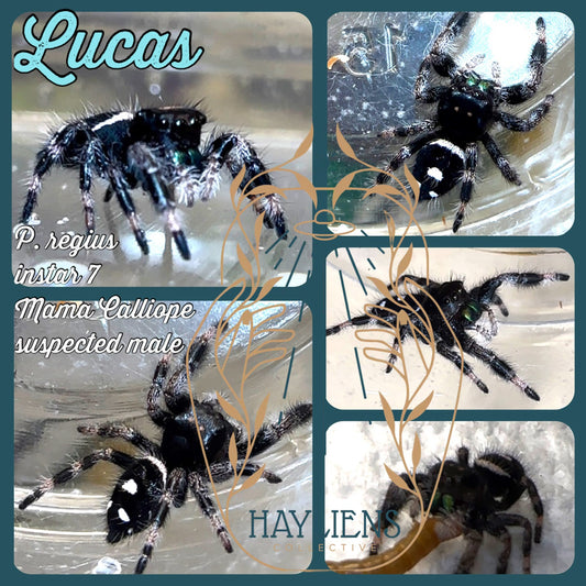 Lucas