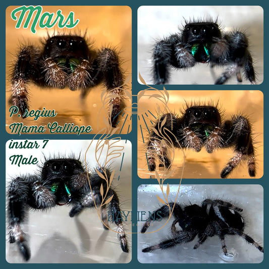 Mars