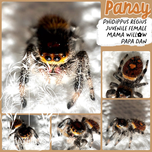 Pansy