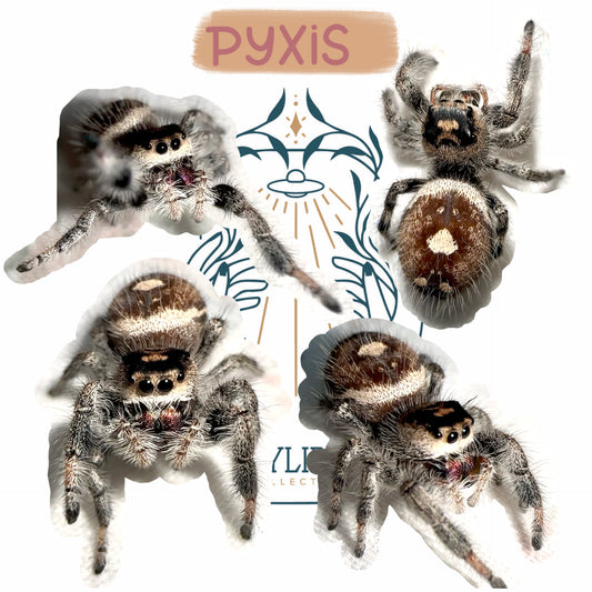 “Pyxis”